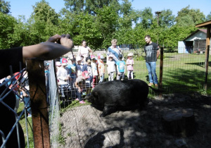 Dzieci oglądają dziką świnię.