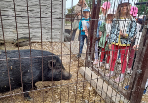 Karmienie świnek.