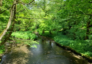 Park wiosną.