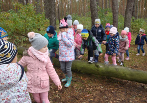 przedszkolaki przechodzą przez powalone drzewo