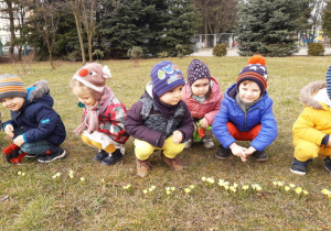 Dzieci oglądają wiosenne kwiaty krokusy.
