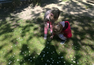 Nela z Amelką zachwycają się kwitnącymi stokrotkami.