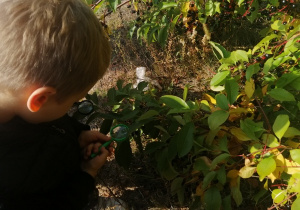 Chłopiec ogląda mrówki przez lupę.