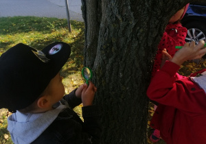 Jeżyki z wielkim zainteresowaniem oglądają korę drzewa przez lupę.