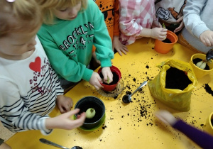 Dzieci sadzą cebulki w doniczki z ziemią.