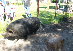 Dzieci ogladają dziką świnię.